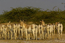 Herd of Asiatic Wild Ass / Kuhr (Equus hemionus khur) Rann of Kutch, Gujarat, SW India. Endangered