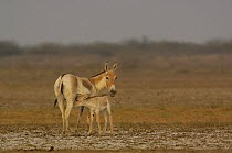Asiatic Wild Ass / Kuhr (Equus hemionus khur) suckling young foal, Rann of Kutch, Gujarat, SW India. Endangered