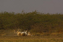Asiatic Wild Ass / Kuhr (Equus hemionus khur) rolling in dust, Rann of Kutch, Gujarat, SW India. Endangered
