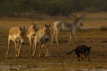 Asiatic Wild Ass / Kuhr (Equus hemionus khur) chasing off domestic dog, Rann of Kutch, Gujarat, SW India. Endangered
