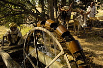 Waterwheel driven by two oxen. As the water level  drops more metal buckets are added to reach the water, Rajasthan, India, 2006