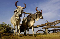 Waterwheel driven by two oxen. Rajasthan, India, 2006