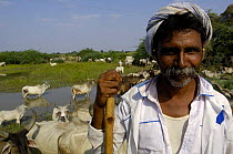 Rabari man herding cattle wearing everyday dress of a white turban, Dhoti (fabric tied into pants) and taylored white jacket. Gujarat. Rann of Kutch. India, November 2006