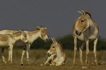 Asiatic Wild Ass / Khur (Equus hemionus khur) with foal, Rann of Kutch. Gujarat, India, Endangered
