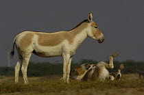 Asiatic Wild Ass / Khur (Equus hemionus khur) with foal rolling, Rann of Kutch. Gujarat, India, Endangered