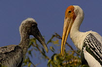 Painted stork on nest with chick (Mycteria leucocephala) Runn of Kutch, Gujarat. India
