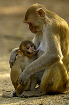Rhesus Macaque (Macaca mulatta) mother suckling young, Bharatpur National Park / Keoladeo Ghana Sanctuary, Rajasthan, India