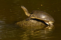 Indian Flapshell turtle (Lissemys punctata)  Gujarat, India.