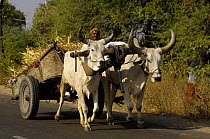 Cart pulled by Kanarej cattle belonging to the Jhalavadi Rabari subgroup found around the Little Rann of Kutch, Gujarat, India 2006