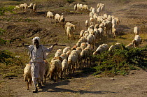 Flock of goats following Rabari man of the Vadhiyara subgroup found near the city of Bhavnagar in Gujarat, India, 2006
