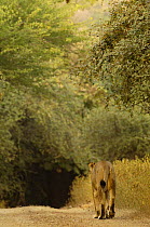Asiatic lion (Panthera leo persica) Lioness walking away along path, Gir Forest NP, Gujarat, India, Critically Endangered