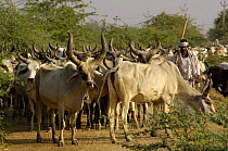 Kanarej cattle with herder belonging to the Jhalavadi Rabari subgroup found around the Little Rann of Kutch, Gujarat, India 2006