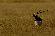 Blackbuck (Antelope cervicapra) male sniffing the air, Velavadar National Park. Gujarat. India