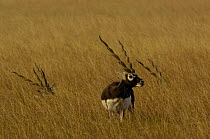 Blackbuck (Antelope cervicapra) male in grassland, note horns of others resting in the grass, Velavadar National Park. Gujarat. India