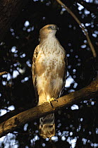 Crested / Changeable Hawk-Eagle (Nisaetus cirrhatus) Gir Forest National Park. Gujarat, India.