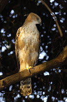 Crested / Changeable Hawk-Eagle (Nisaetus cirrhatus) Gir Forest National Park. Gujarat, India.