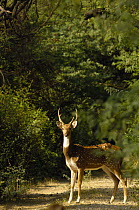 Chital / Spotted Deer (Cervus axis) male, Bharatpur National Park / Keoladeo Ghana Sanctuary, Rajasthan, India