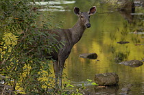 Sambar Deer (Cervus unicolor) female by water, Gir Forest National Park. Gujarat, India