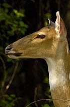 Chital / Spotted Deer (Cervus axis) female, Bharatpur National Park / Keoladeo Ghana Sanctuary. Rajasthan, India