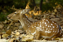 Chital / Spotted Deer (Cervus axis) female Bharatpur National Park / Keoladeo Ghana Sanctuary, Rajasthan, India