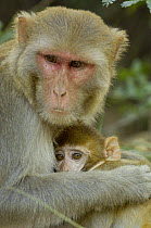 Rhesus Macaques (Macaca mulatta) mother and baby, Bharatpur National Park / Keoladeo Ghana Sanctuary. Rajasthan, India