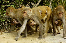 Rhesus Macaque (Macaca mulatta) females carrying young, Bharatpur National Park / Keoladeo Ghana Sanctuary, Rajasthan, India