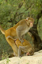 Rhesus Macaque (Macaca mulatta) mating pair, Bharatpur National Park / Keoladeo Ghana Sanctuary, Rajasthan, India