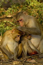 Rhesus Macaque (Macaca mulatta) family group grooming, Bharatpur National Park / Keoladeo Ghana Sanctuary, Rajasthan, India