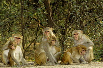 Rhesus Macaque (Macaca mulatta) group grooming, Bharatpur National Park / Keoladeo Ghana Sanctuary, Rajasthan, India