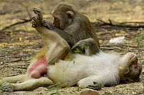 Rhesus Macaque (Macaca mulatta) female grooming male, Bharatpur National Park / Keoladeo Ghana Sanctuary, Rajasthan, India
