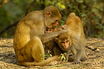 Rhesus Macaque (Macaca mulatta) family group grooming, Bharatpur National Park / Keoladeo Ghana Sanctuary, Rajasthan, India
