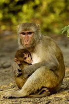 Rhesus Macaque (Macaca mulatta) mother and baby, Bharatpur National Park / Keoladeo Ghana Sanctuary, Rajasthan, India