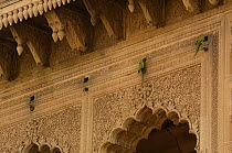 Rose-ringed parakeets (Psittacula krameri) nesting in cavities in marble carved building, Bharatpur, Rajasthan, India 2006