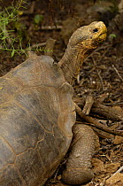 Galapagos Giant Hood Tortoise, saddleback form, female (Geochelone elephantophus hoodensis)  Charlse Darwin Research Station. Puerto Ayora, Santa Cruz Island, Galapagos