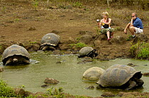 Tourists watching Galapagos Giant Tortoises   (Geochelone elephantophus porteri) wallowing in rainwater pool, Highlands, Santa Cruz Island, Galapagos 2006