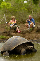 Tourists watching Galapagos Giant Tortoise  (Geochelone elephantophus porteri) wallowing in rainwater pool, Highlands, Santa Cruz Island, Galapagos 2006