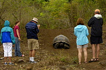 Tourists watching Galapagos Giant Tortoise  (Geochelone elephantophus porteri) Highlands, Santa Cruz Island, Galapagos 2006