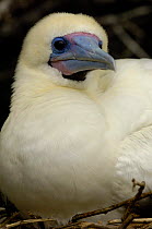 Red footed booby (Sula sula websteri) white morph,  Tower / Genovesa Island, Galapagos