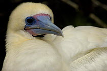 Red footed booby (Sula sula websteri) white morph,  Tower / Genovesa Island, Galapagos