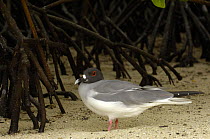 Swallow-tailed gull (Larus / Creagrus furcatus) amongst mangrove roots, Tower / Genovesa Island, Galapagos