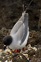 Swallow-tailed gull (Larus / Creagrus furcatus) Genovesa / Tower Island, Galapagos