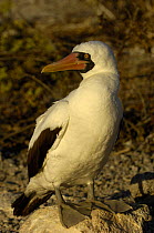 Nazca booby (formerly Masked booby) (Sula dactylatra granti) Tower / Genovesa Island, Galapagos