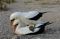 Nazca boobies mating (formerly Masked booby) (Sula dactylatra granti) Tower / Genovesa Island, Galapagos