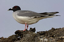 Swallow-tailed gull (Larus / Creagrus furcatus) Genovesa / Tower Island, Galapagos