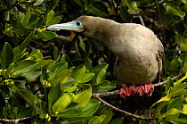 Red-footed booby (Sula sula websteri) Tower / Genovesa Island, Galapagos