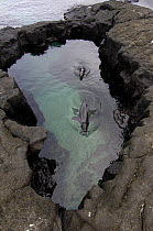 Galapagos sealion (Zalophus californianus wollebaeki) swimming in Fur seal grotto, Santiago / James Island. Galapagos