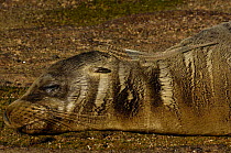 Galapagos fur seal (Arctocephalus galapagoensis) sleeping while lava lizards feed on flies, Santiago / James Island, Galapagos