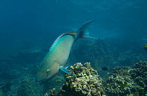 Bicolor parrotfish (Cetoscarus bicolor) Española / Hood Island, Galapagos