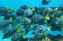 Yellowtail sawfish / surgeonfish (Prionurus laticlavius)  Española / Hood Island, Galapagos