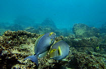 Yellowfin surgeonfish (Acanthurus xanthopterus valenciennes) Española / Hood Island, Galapagos